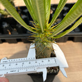 Pachypodium ambongense