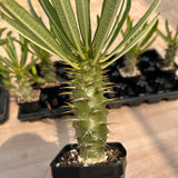 Pachypodium ambongense — Pachypodium — listed size W3.5cm — No.7177 — image 5: potted plant with a spiny trunk and narrow leaves