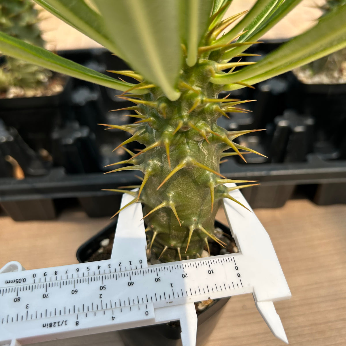 Pachypodium ambongense