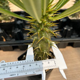 Pachypodium ambongense