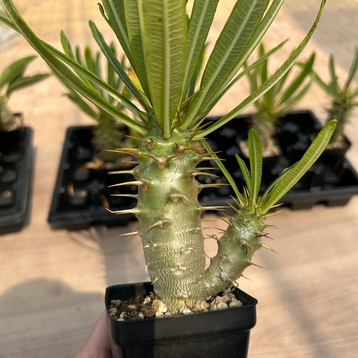 Pachypodium ambongense — Pachypodium — listed size W6.4cm — No.7178 — image 7: potted plant with a spiny trunk and narrow leaves