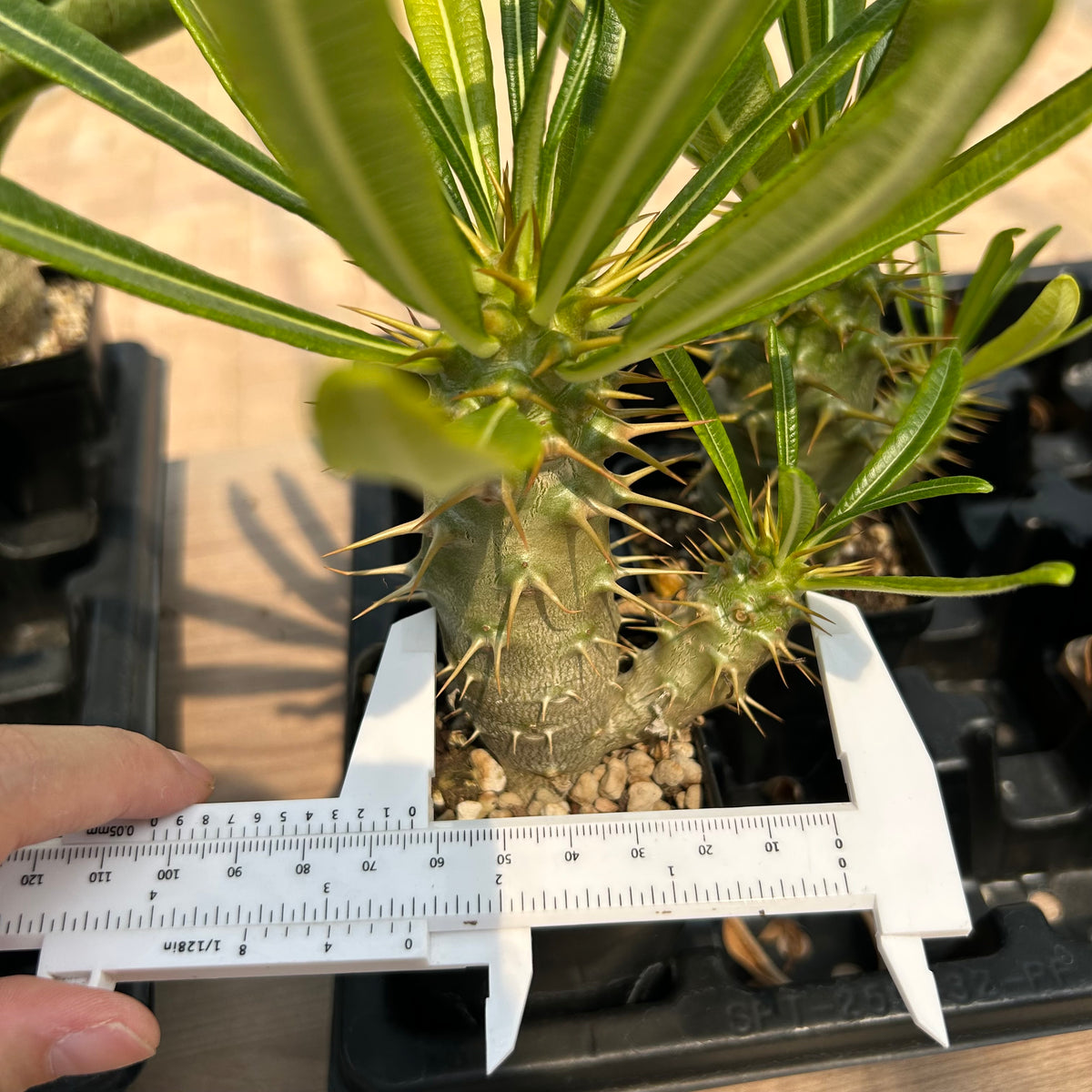 Pachypodium ambongense