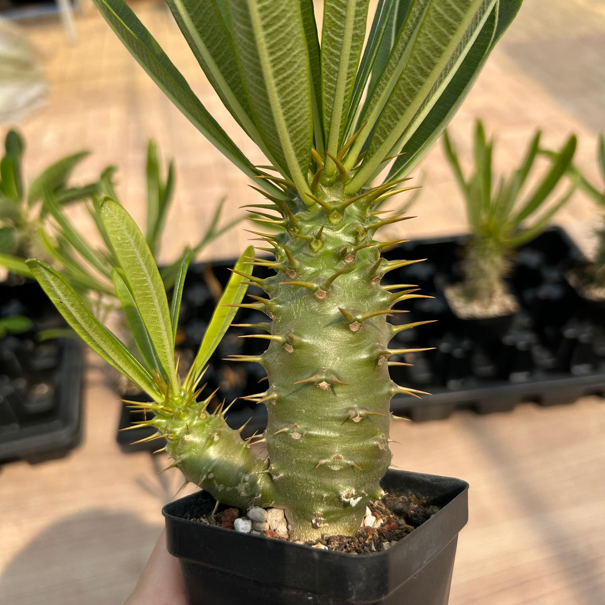 Pachypodium ambongense — Pachypodium — listed size W7cm — No.7179 — image 9: potted plant with a spiny trunk and narrow leaves