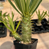 Pachypodium ambongense — Pachypodium — listed size W7cm — No.7179 — image 9: potted plant with a spiny trunk and narrow leaves