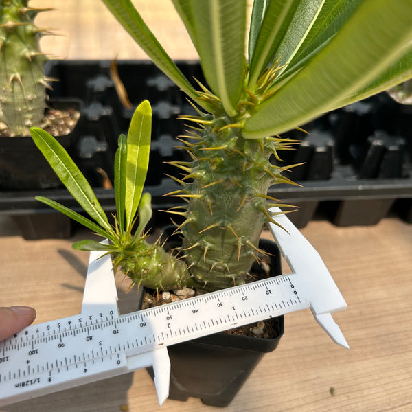 Pachypodium ambongense — specimen shown with a caliper or ruler for scale