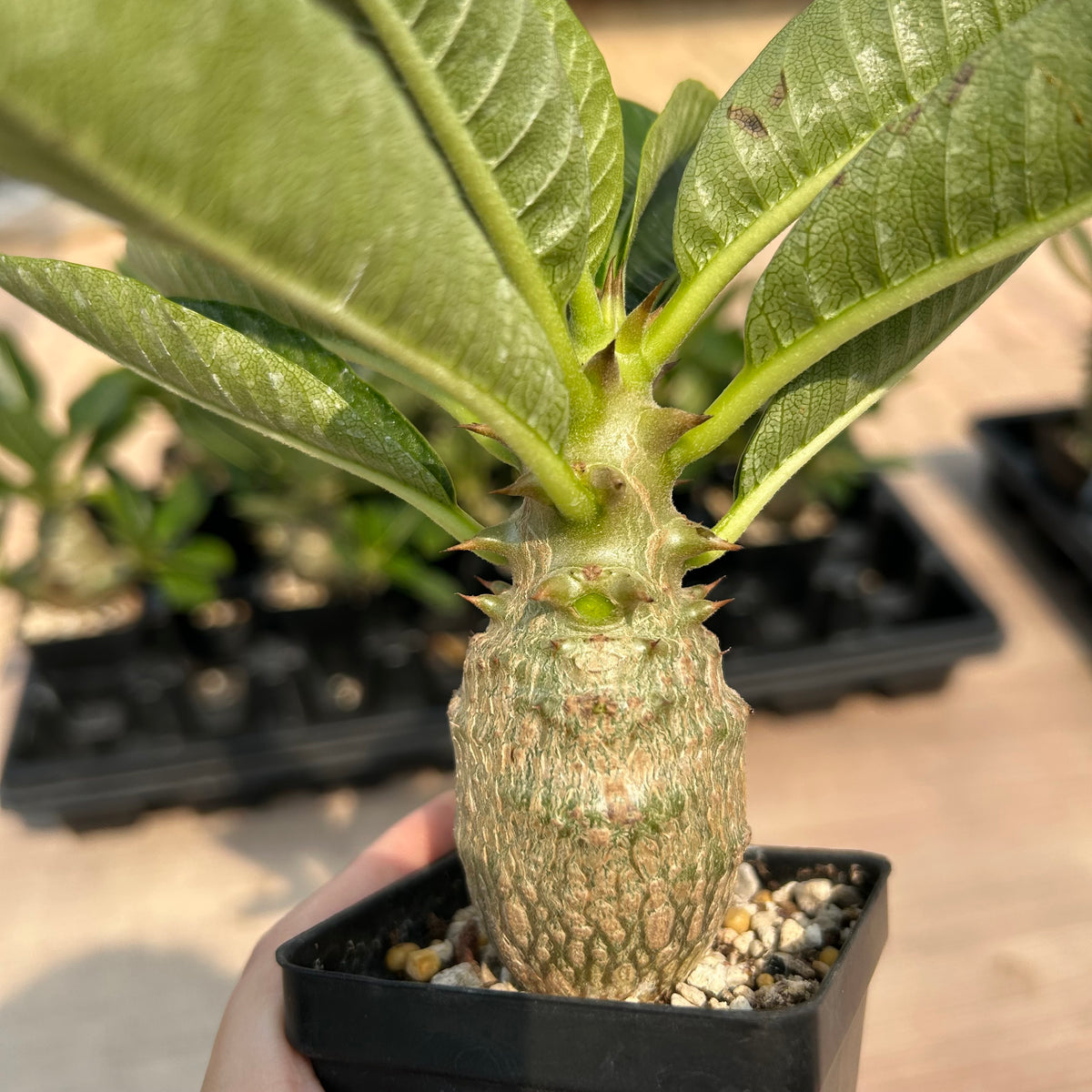 Pachypodium baronii var.windsorii