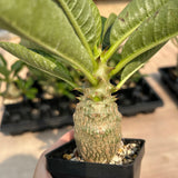 Pachypodium baronii var.windsorii