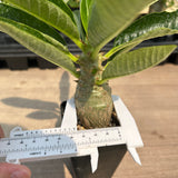 Pachypodium baronii var.windsorii