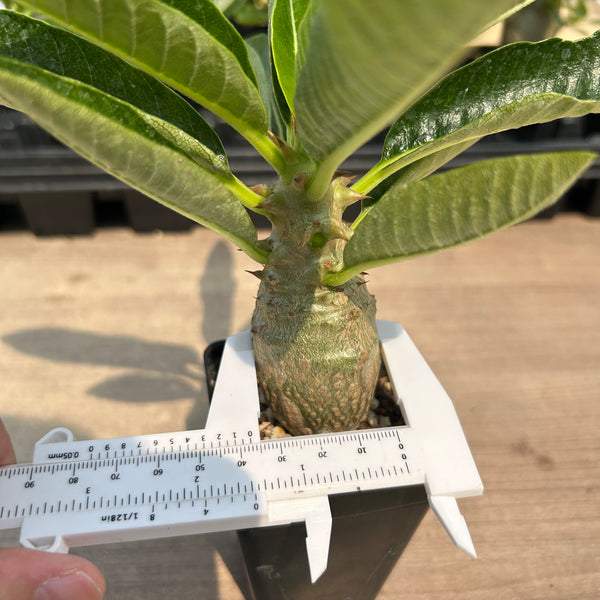 Pachypodium baronii var.windsorii — specimen shown with a caliper or ruler for scale