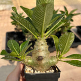 Pachypodium baronii var.windsorii