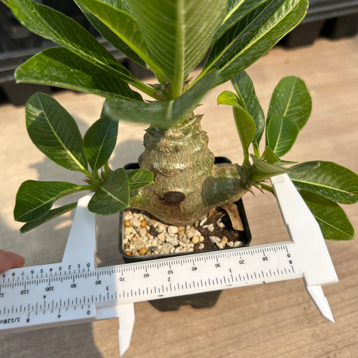 Pachypodium baronii var.windsorii