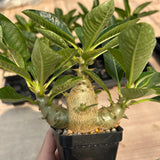 Pachypodium baronii var.windsorii