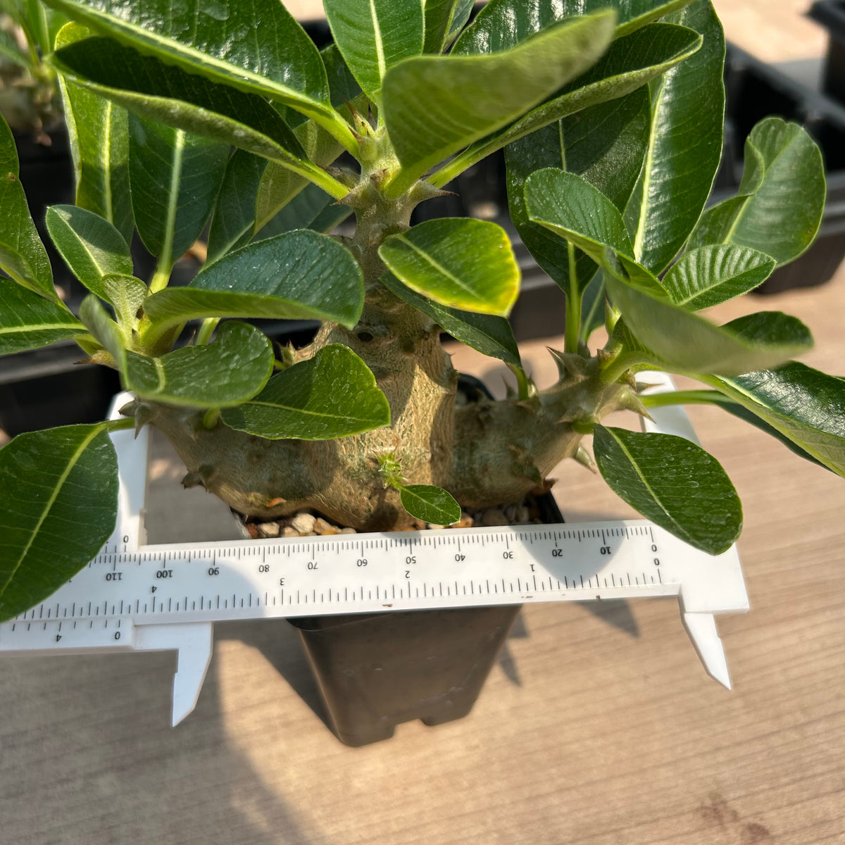 Pachypodium baronii var.windsorii
