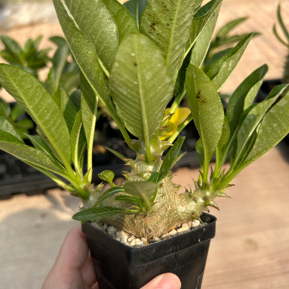 Pachypodium baronii var.windsorii