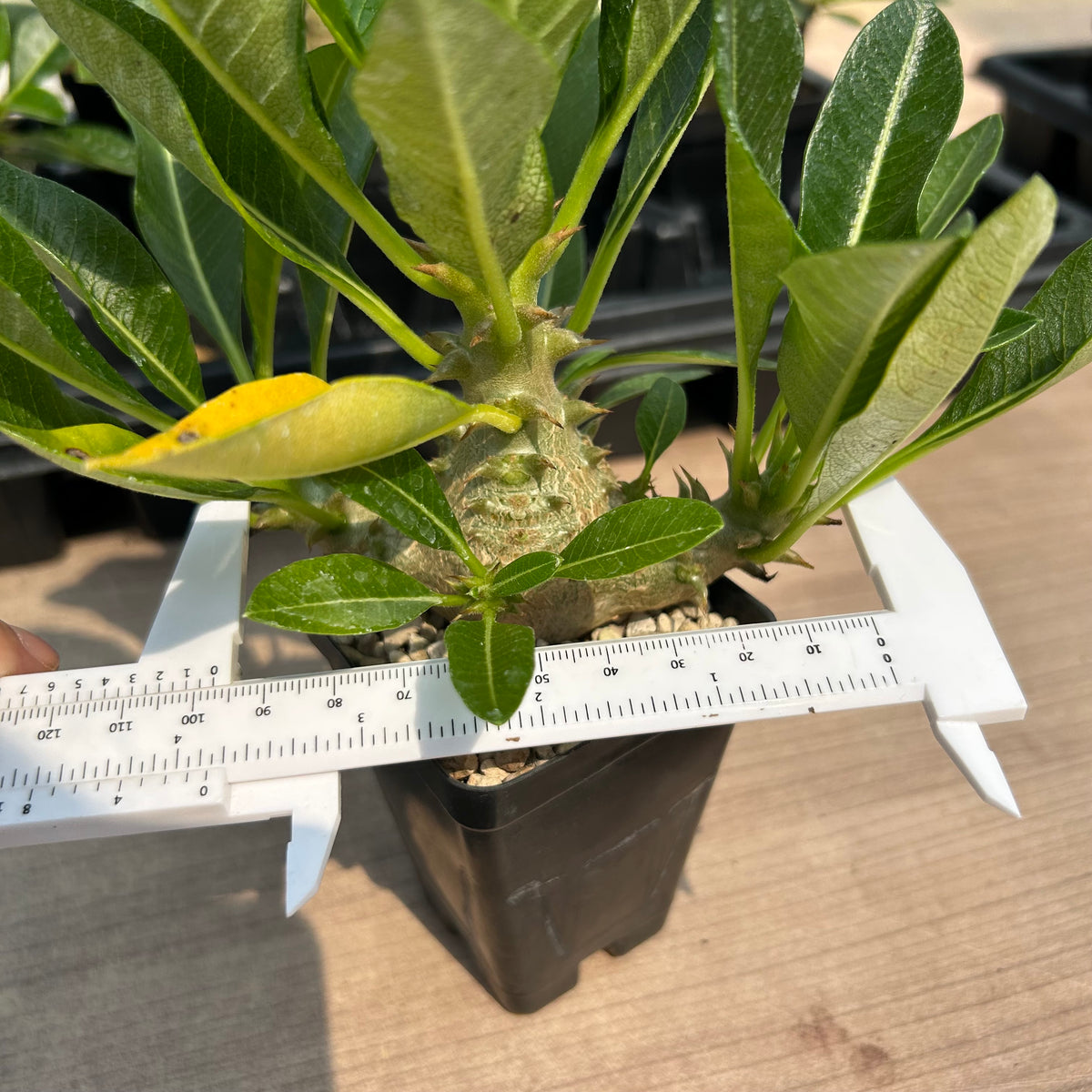 Pachypodium baronii var.windsorii