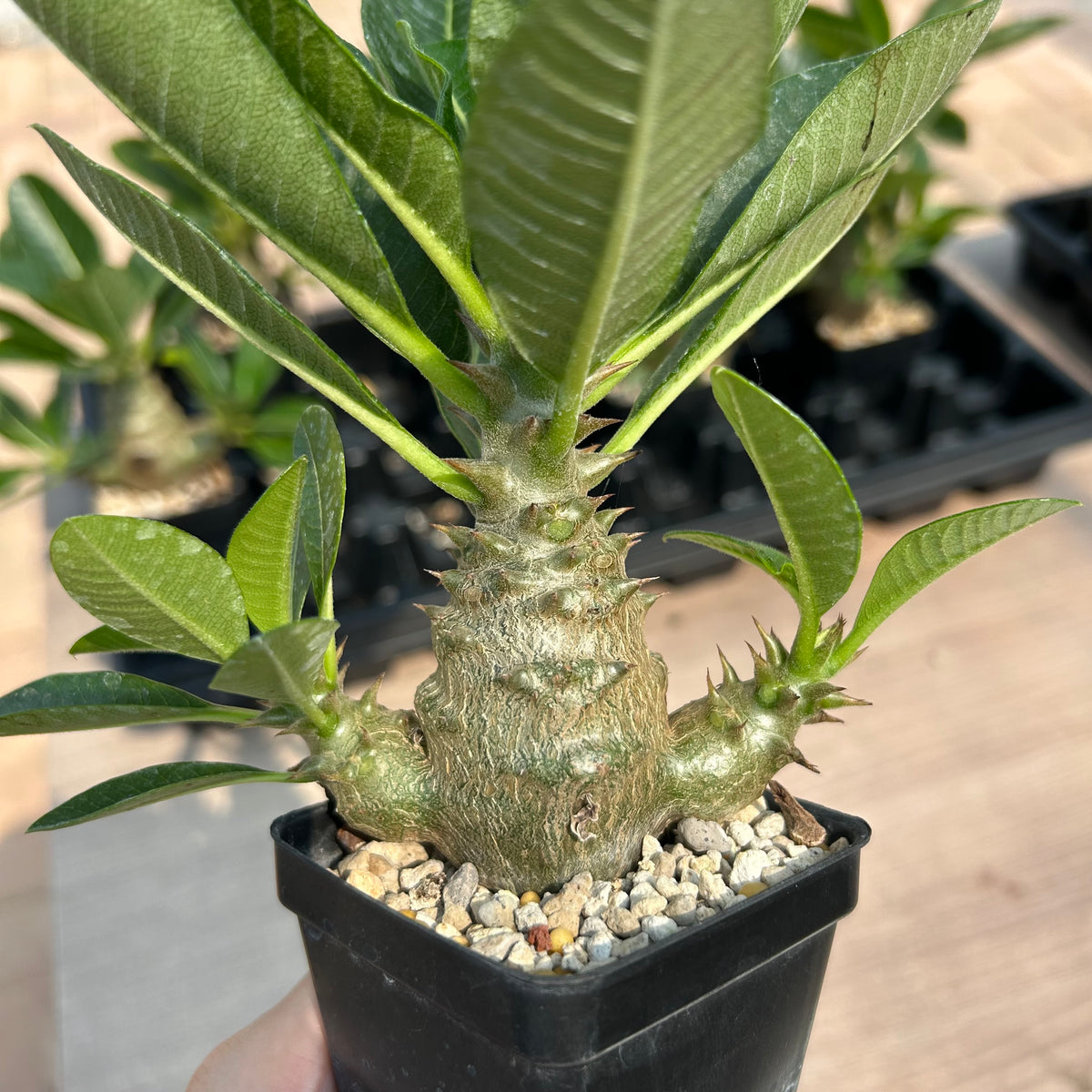 Pachypodium baronii var.windsorii