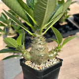 Pachypodium baronii var.windsorii