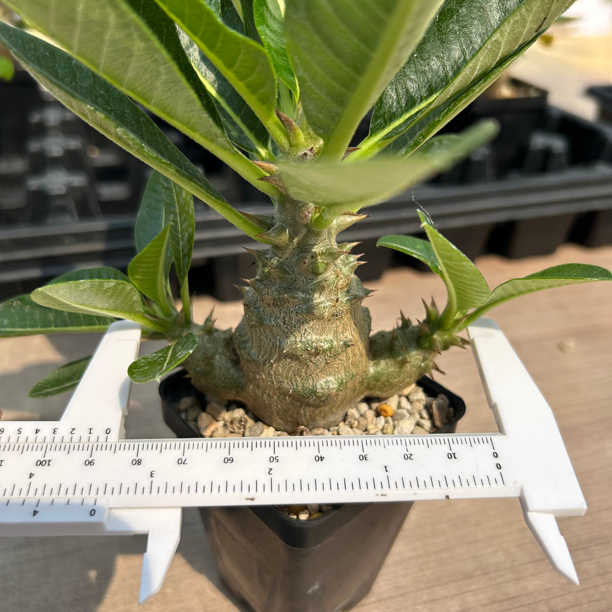 Pachypodium baronii var.windsorii