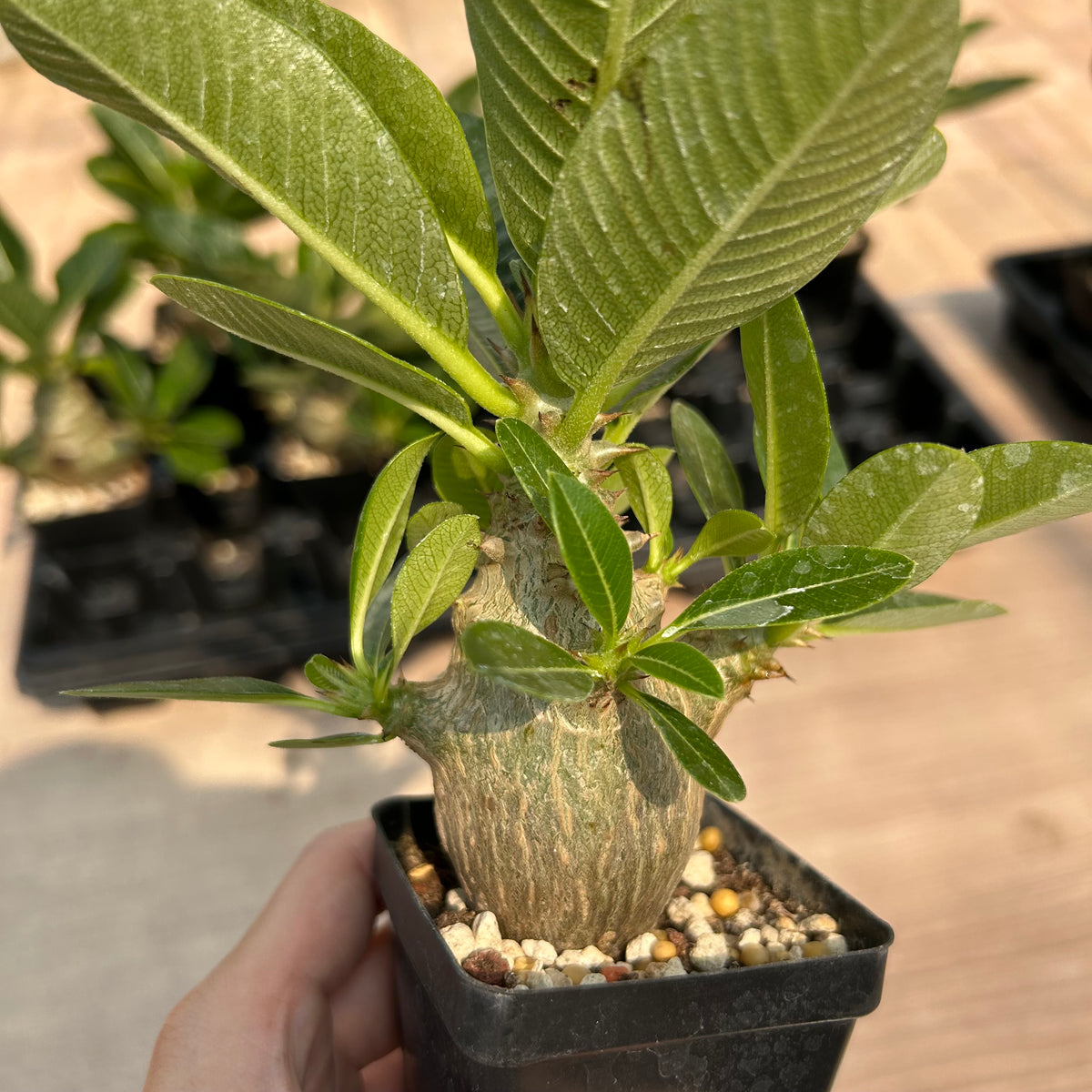 Pachypodium baronii var.windsorii