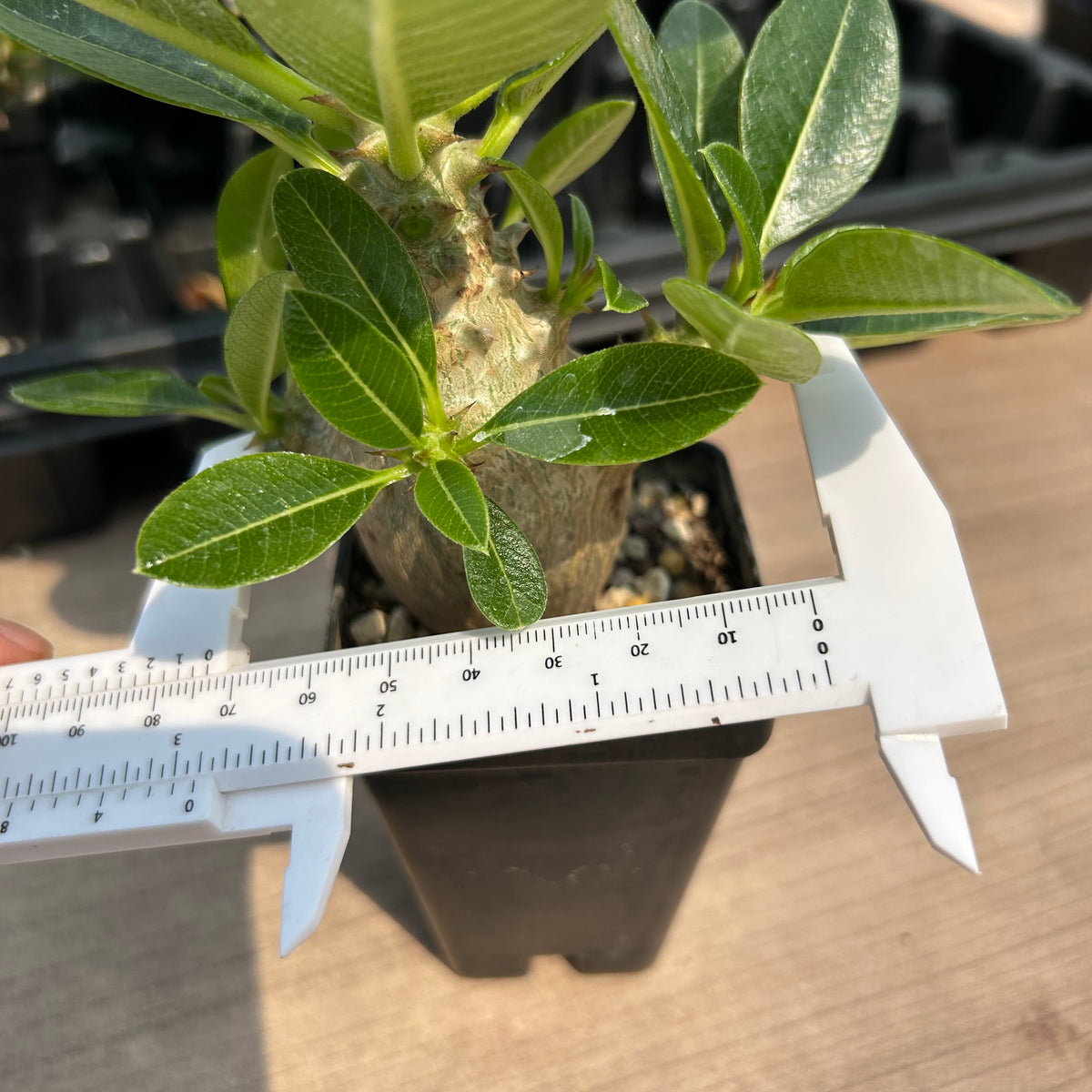 Pachypodium baronii var.windsorii