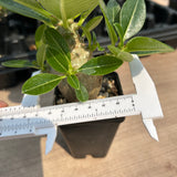 Pachypodium baronii var.windsorii