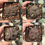 Frailea castanea