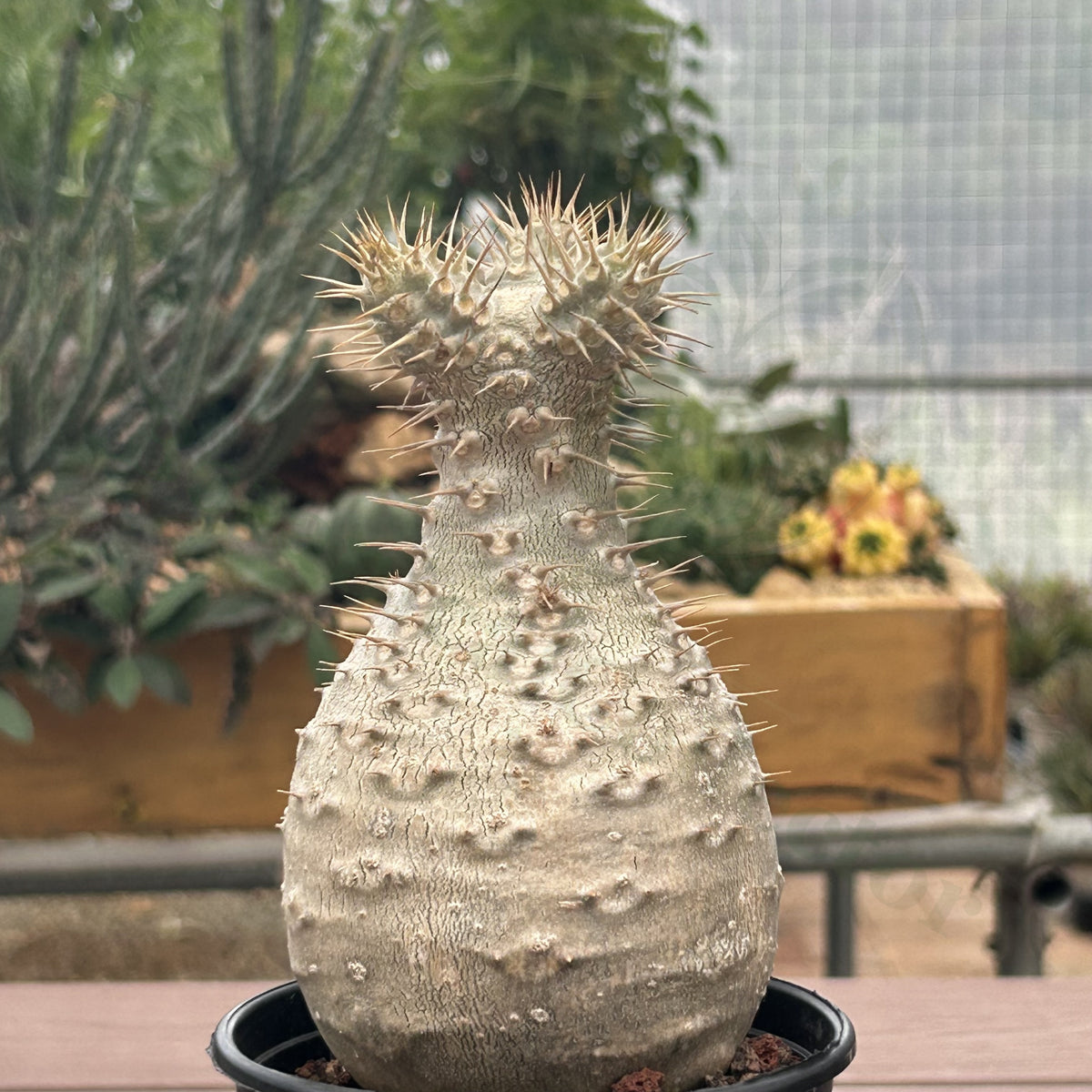 Pachypodium rosulatum var. gracilius