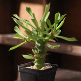 Euphorbia sudanica Seeds — Euphorbia — 2026 seed listing — 1 Seed — image 2: plant specimen shown as a reference for this seed listing