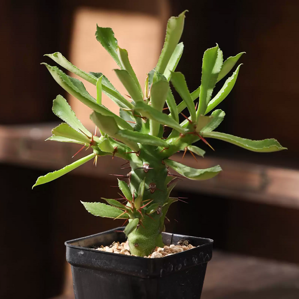 Euphorbia sudanica Seeds — Euphorbia — 2026 seed listing — 1 Seed — image 2: plant specimen shown as a reference for this seed listing