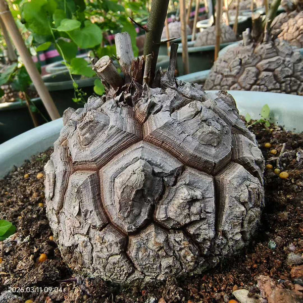 Dioscorea elephantipes For Sale | Quality Seed Grown | Deeply Fissured Geometry | Football Shaped (11.5cm)