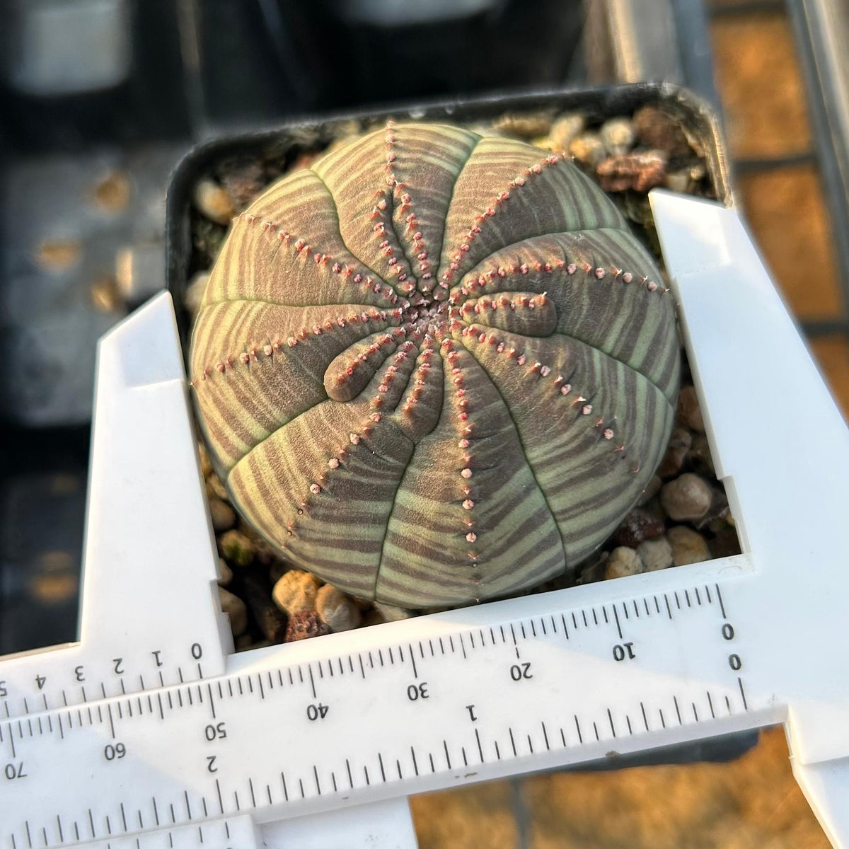 Euphorbia obesa