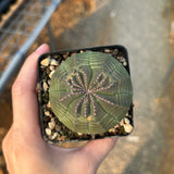 Euphorbia obesa — Euphorbia — listed size W5.4cm — No.7373 — image 11: potted ribbed, rounded plant viewed from above