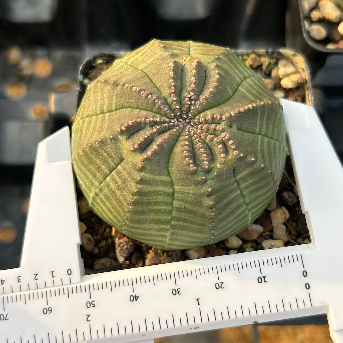 Euphorbia obesa