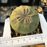 Euphorbia obesa