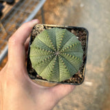 Euphorbia obesa — Euphorbia — listed size W5.6cm — No.7684 — image 13: potted ribbed, rounded plant viewed from above