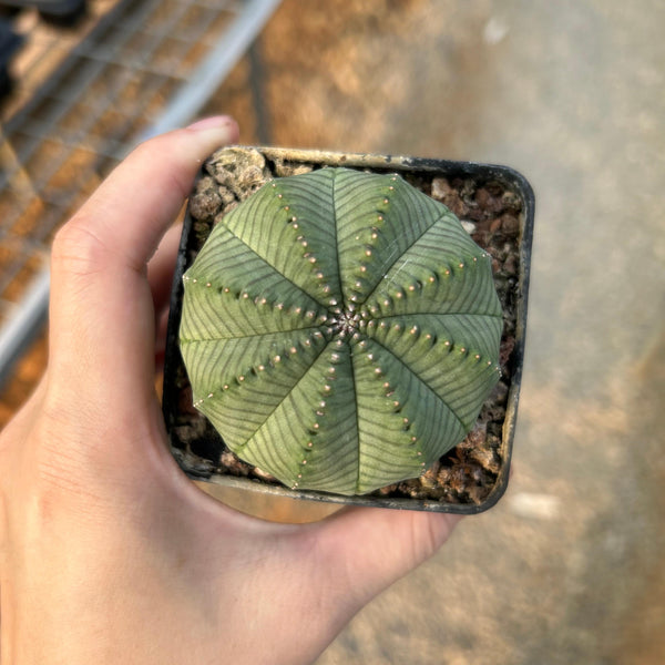 Euphorbia obesa — Euphorbia — listed size W5.6cm — No.7684 — image 13: potted ribbed, rounded plant viewed from above