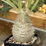 Pachypodium rosulatum var. gracilius