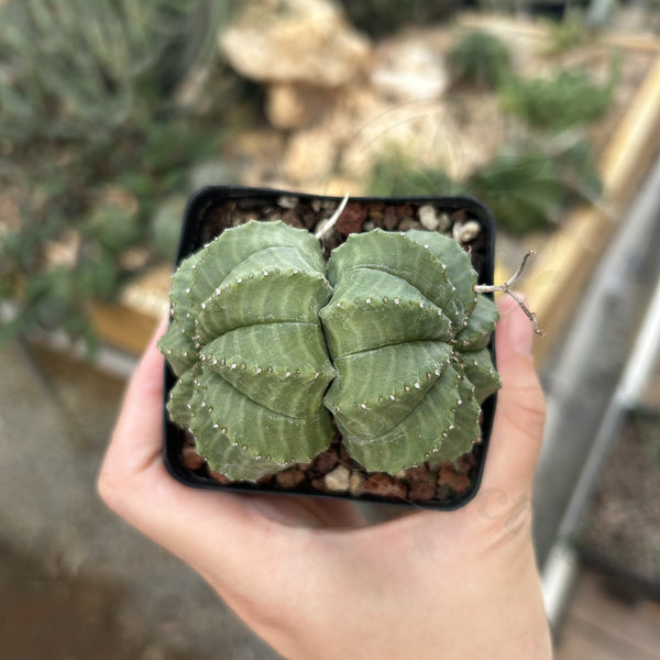 Euphorbia valida