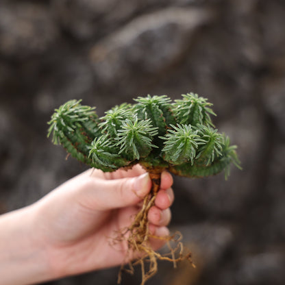 Euphorbia fimbriata hybrid