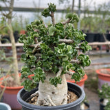 Adenium 'Khao' Dorset Horn