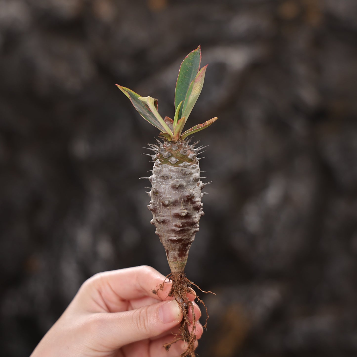 Euphorbia pachypodioides