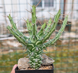 Euphorbia schizacantha