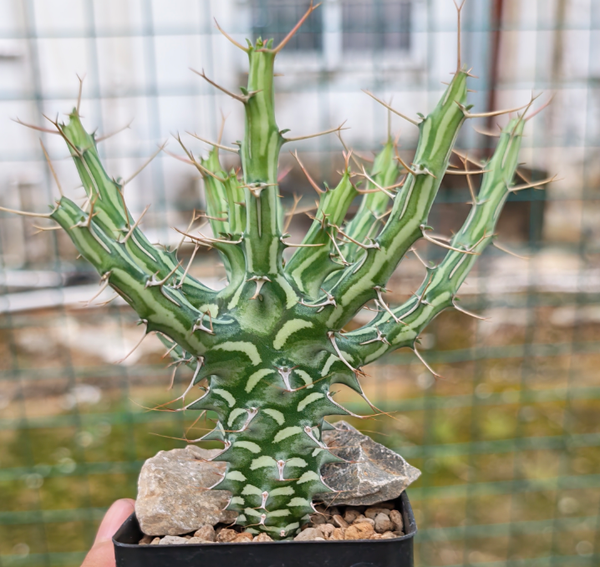 Euphorbia schizacantha