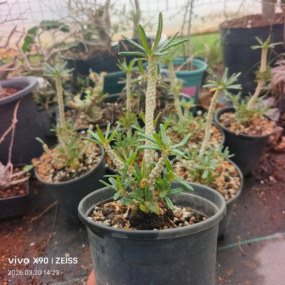 Dorstenia gigas bullata - BotanicalCollector