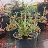 Dorstenia gigas bullata - BotanicalCollector