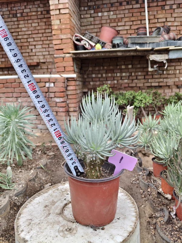 Tylecodon cacalioides For Sale | Established Cutting | Stunning Silvery-White Foliage (H8cm)