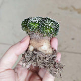 Mammillaria luethyi-Mammillaria-W6cm-第6张