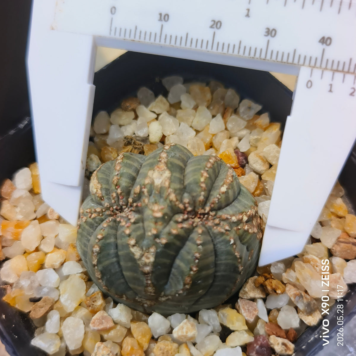 Euphorbia obesa
