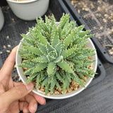Aloe brevifolia