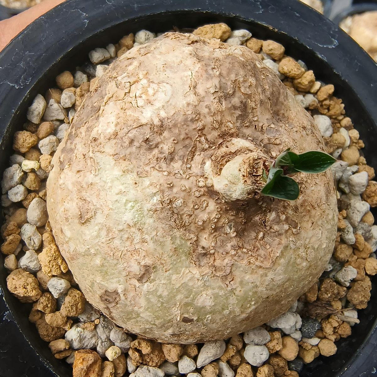 Adenia ovata